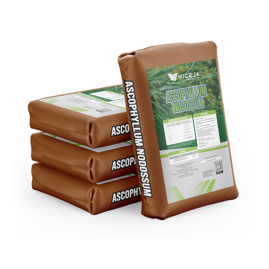 Ascophyllum Nodosum – Extrato de Alga Marinha Bioestimulante