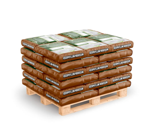 Ascophyllum Nodosum – Extrato de Alga Marinha Bioestimulante