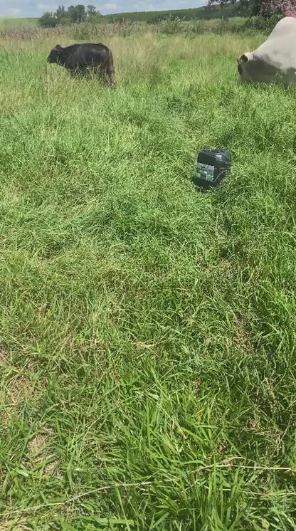 PASTAGEM – Mais Massa Verde Melhor Enraizamento e Maior Produção de Forragem